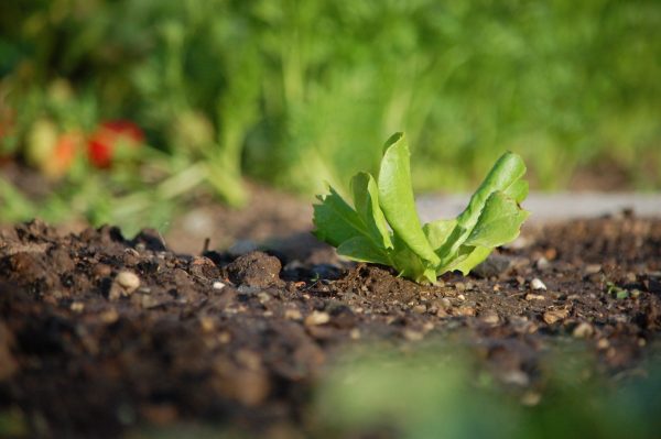 growing stevia plant